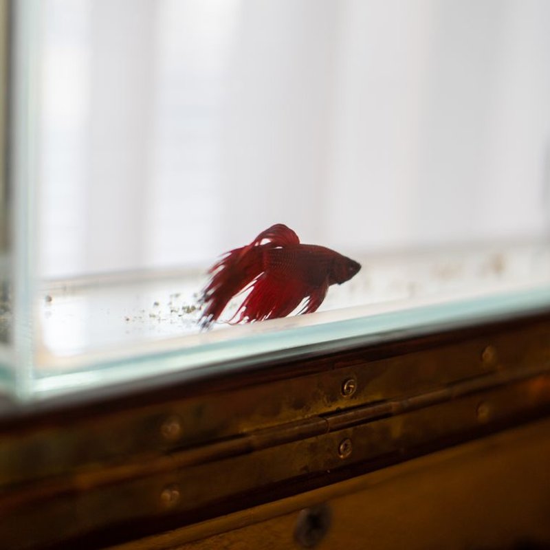 Poisson combattant - photo galerie 3
