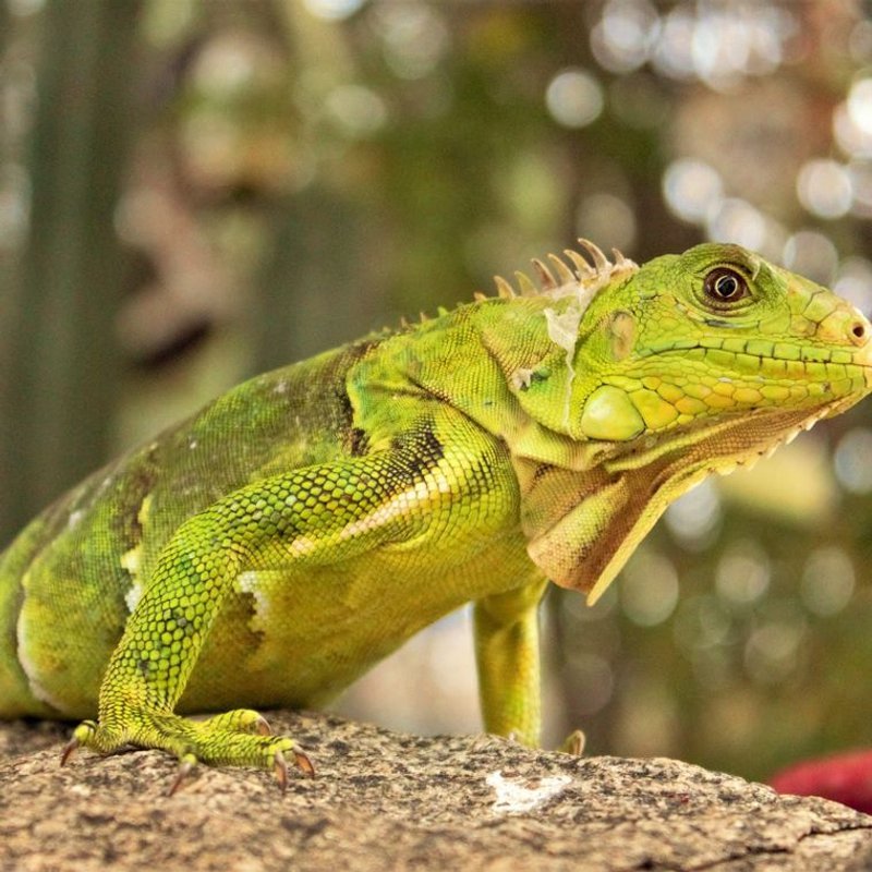 Iguane - photo galerie 2