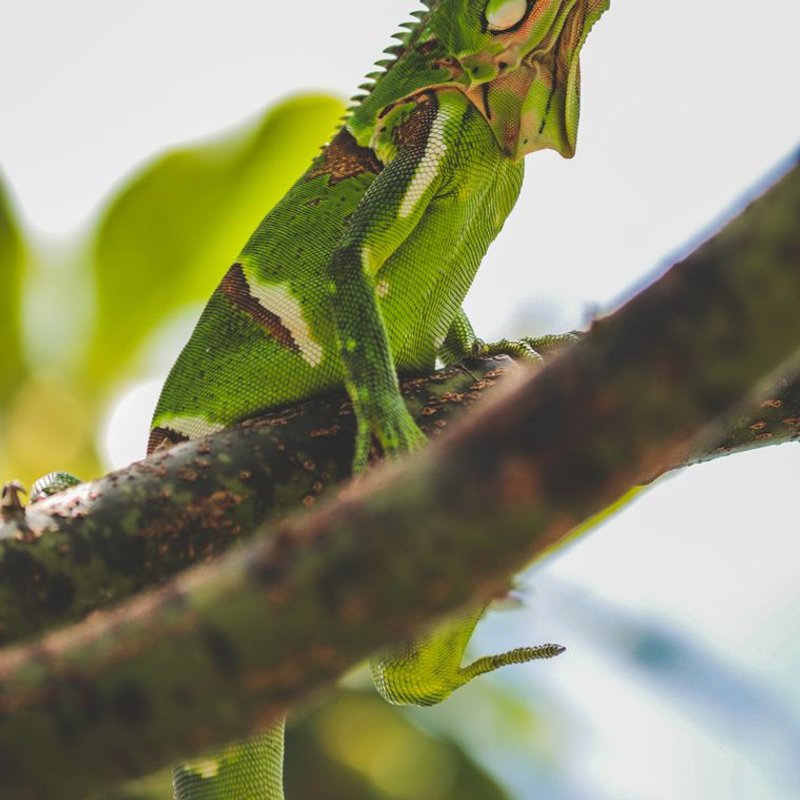 Iguane - photo galerie 1