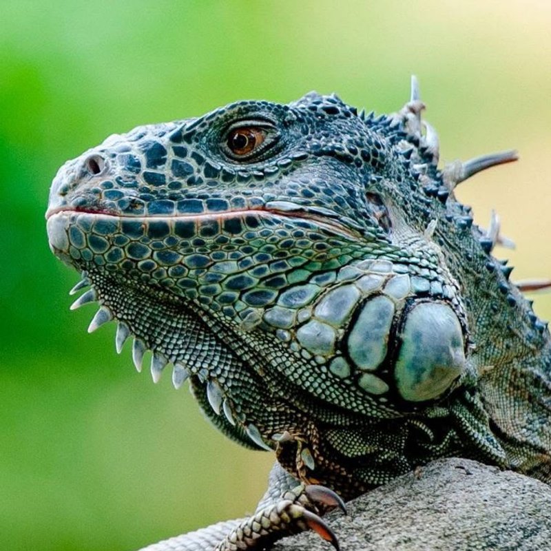 Iguane - photo galerie 4