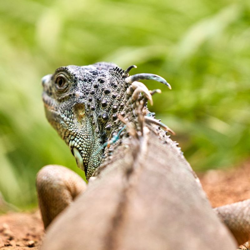 Iguane - photo galerie 3