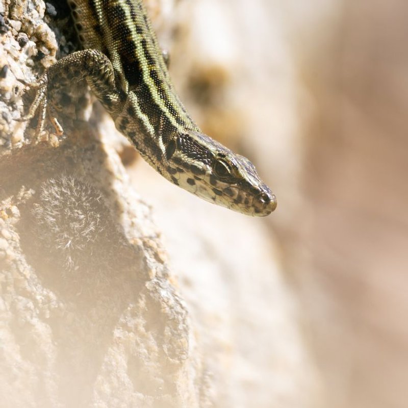 Lézard - photo galerie 2