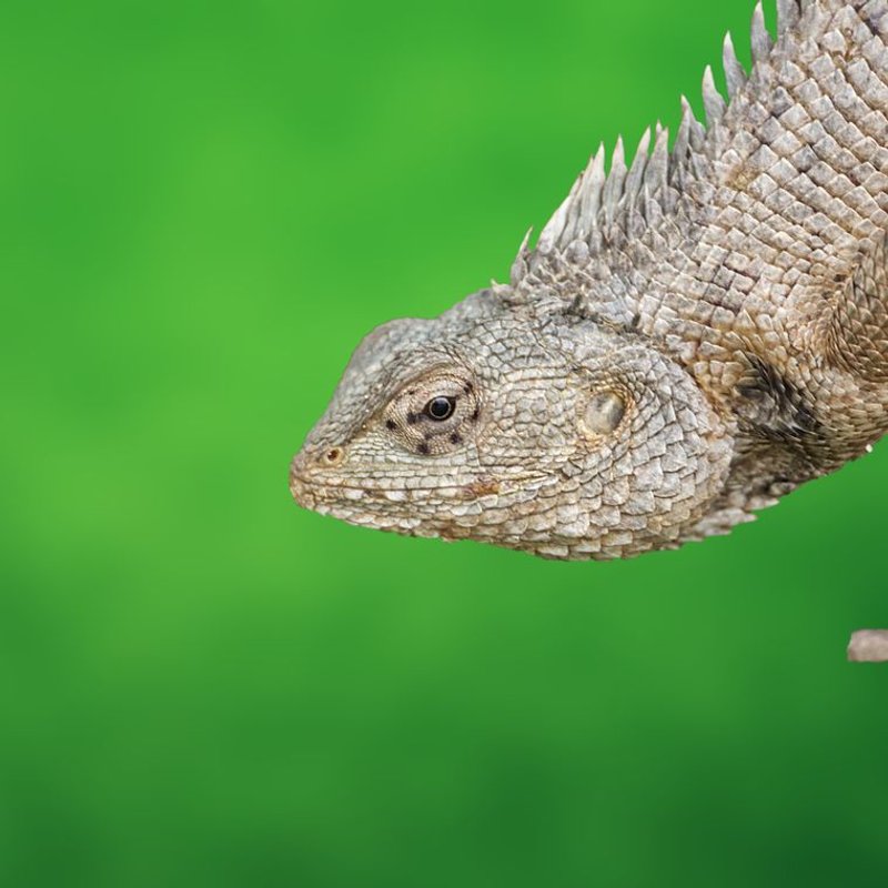 Lézard - photo galerie 4