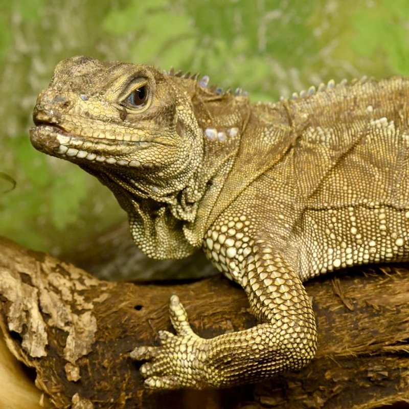 Lézard - photo galerie 3