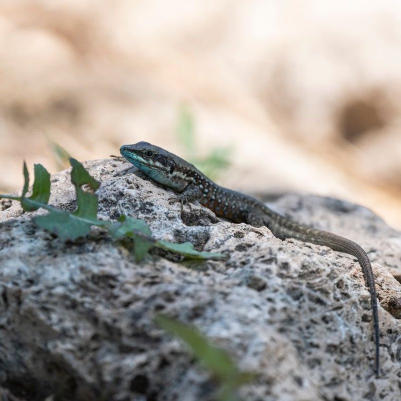 Lézard - photo galerie 1