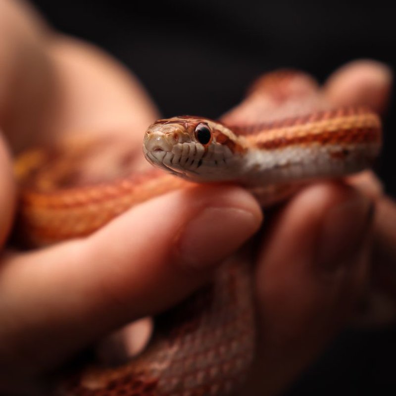 Serpent - photo galerie 3