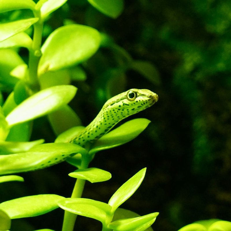 Serpent - photo galerie 1
