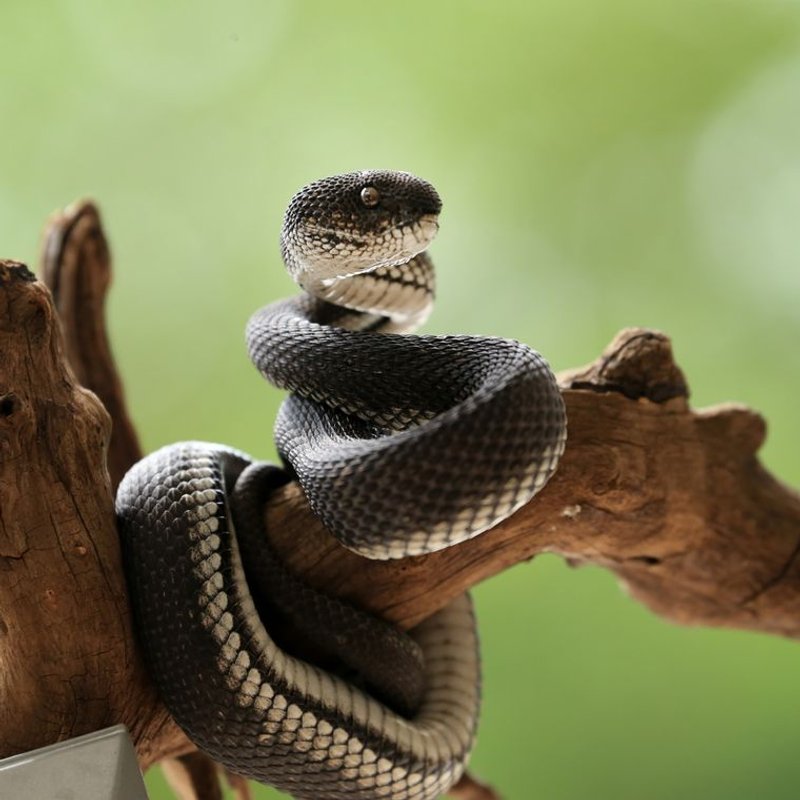 Serpent - photo galerie 2