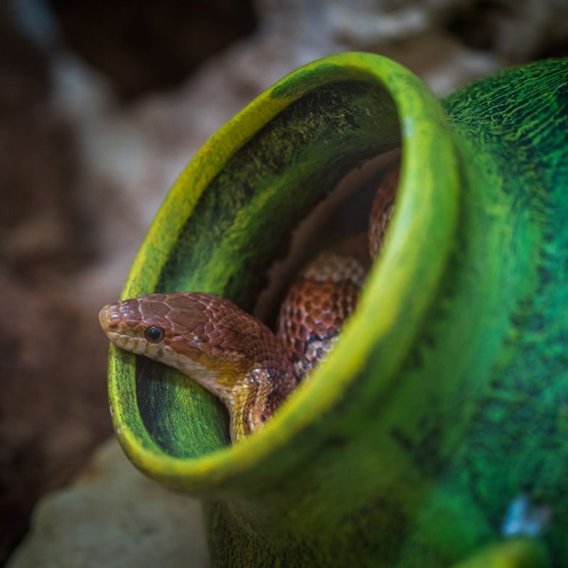 Serpent - photo galerie 4