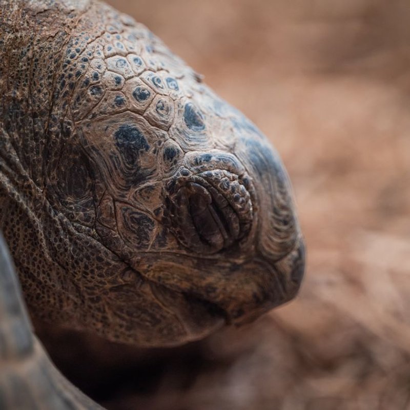 Tortue - photo galerie 4