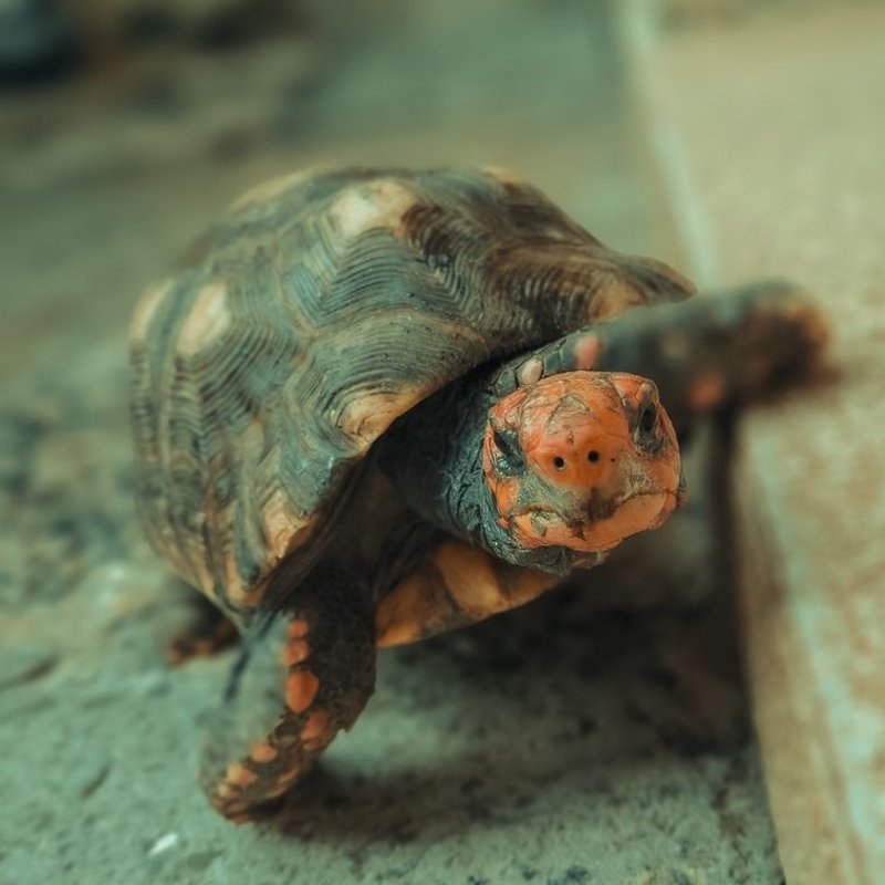 Tortue - photo galerie 2