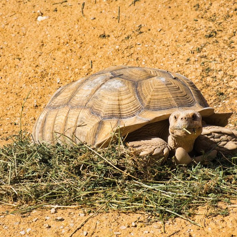 Tortue - photo galerie 3