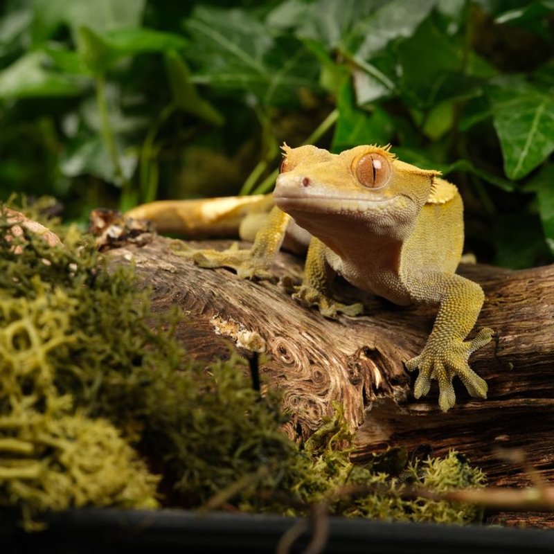 Gecko à crête - photo galerie 4