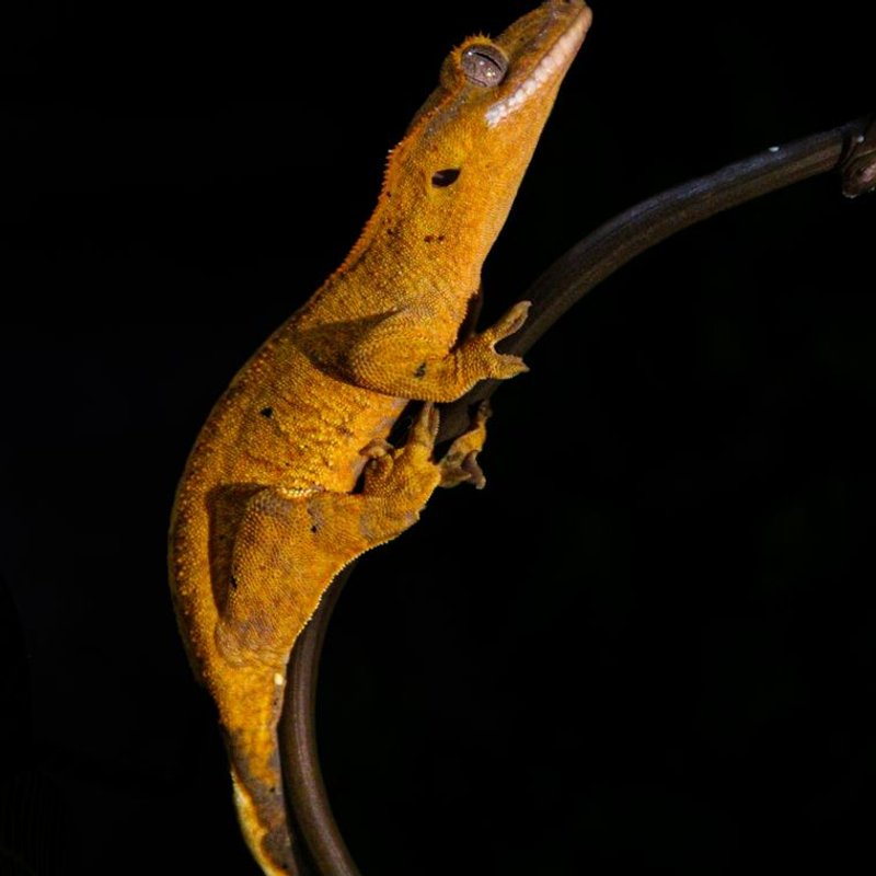 Gecko à crête - photo galerie 1