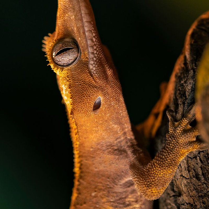 Gecko à crête - photo galerie 3