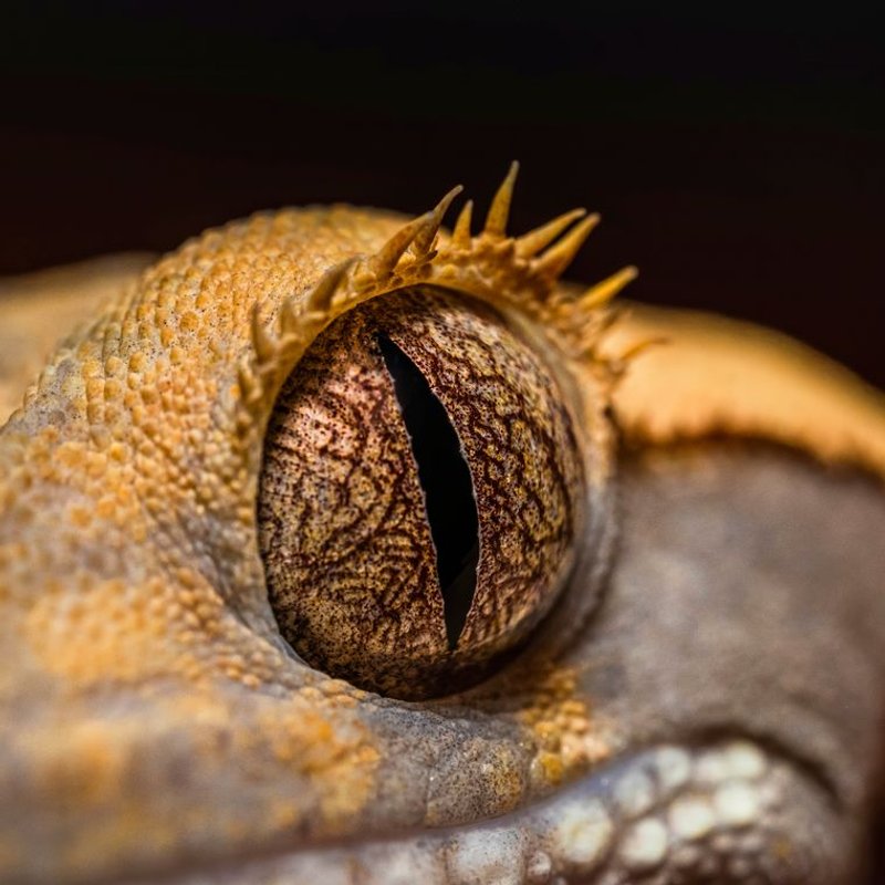 Gecko à crête - photo galerie 2