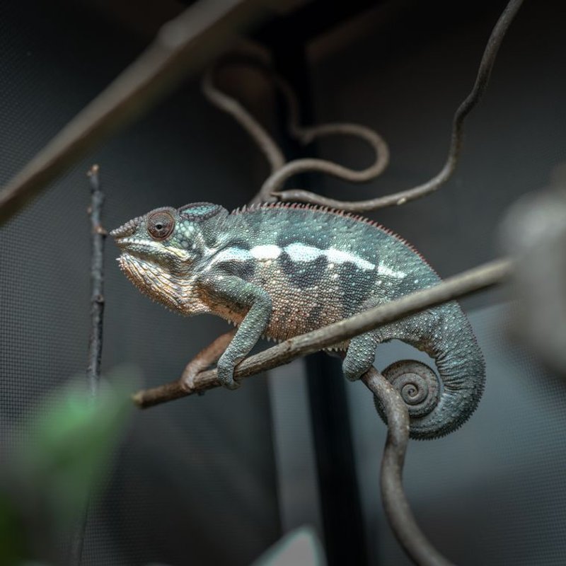 Caméléon panthère - photo galerie 4