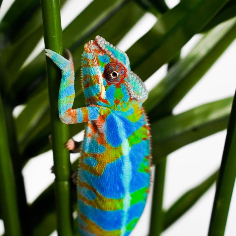 Caméléon panthère - photo galerie 2