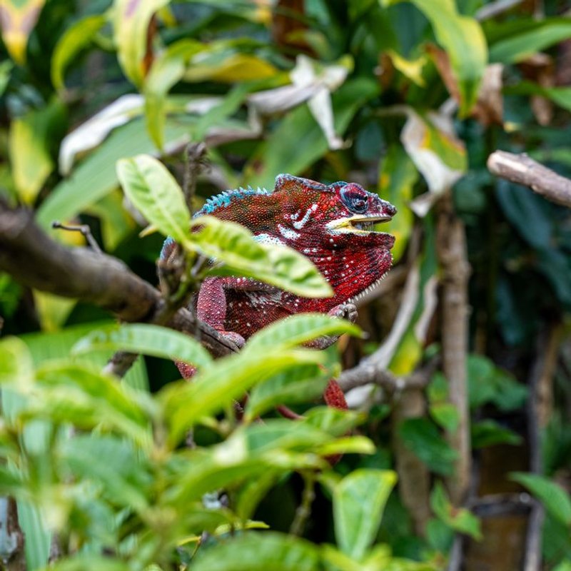 Caméléon panthère - photo galerie 3
