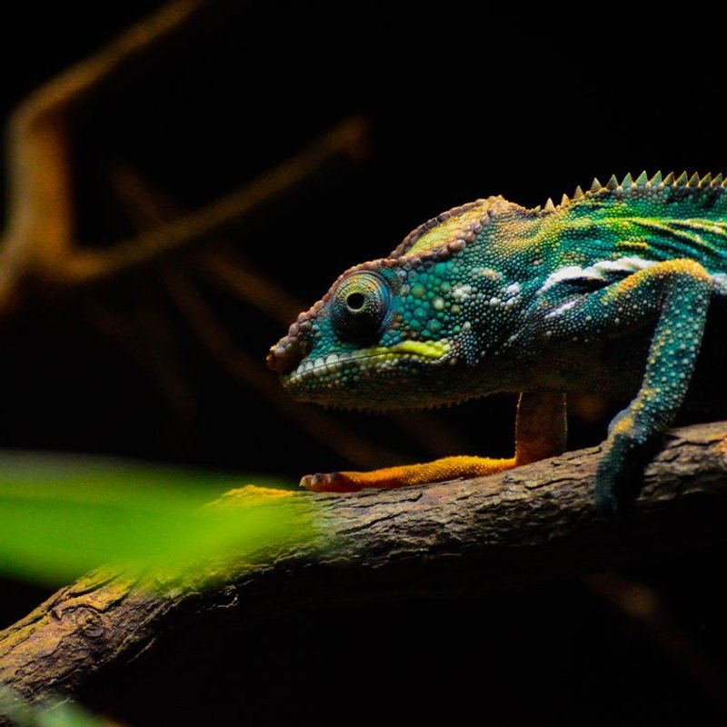 Caméléon panthère - photo galerie 1