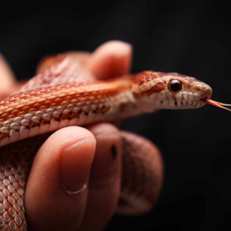 Serpent des blés - photo galerie 1