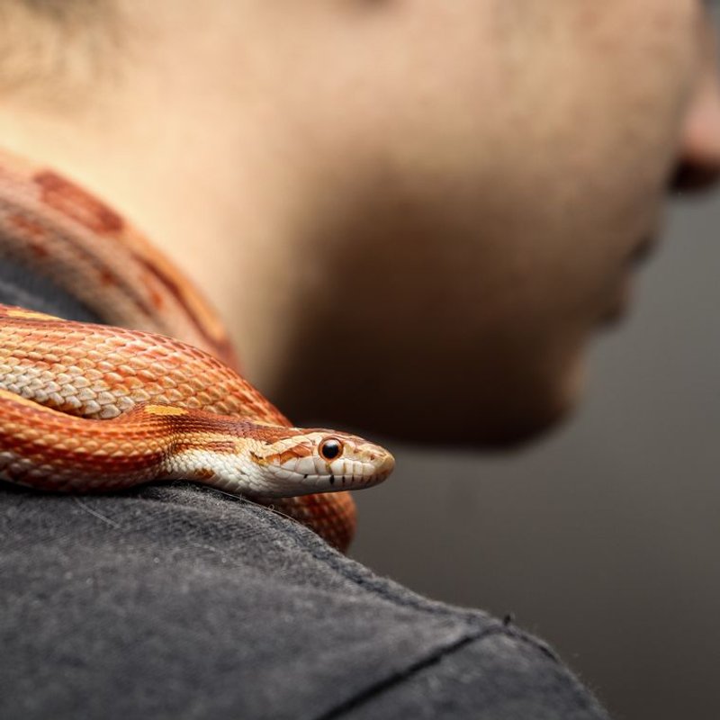 Serpent des blés - photo galerie 4