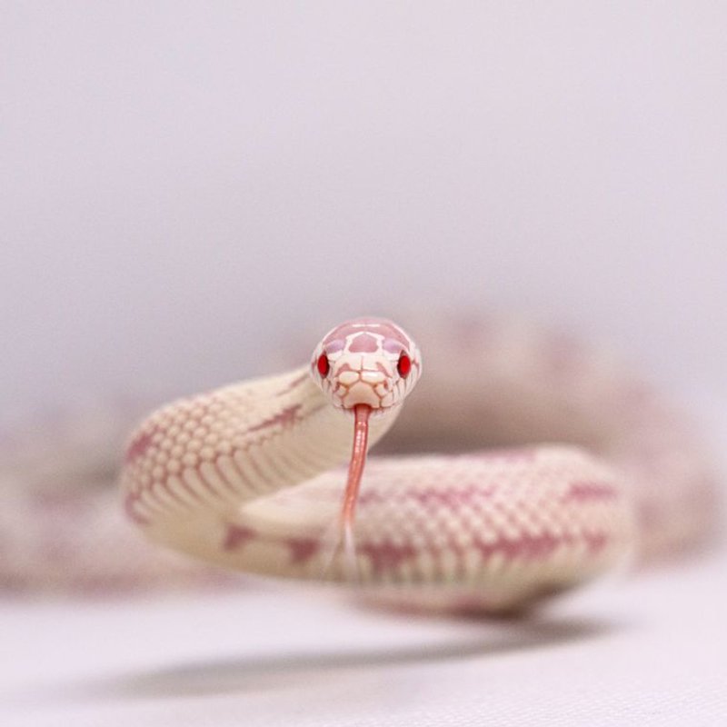 Serpent des blés - photo galerie 3