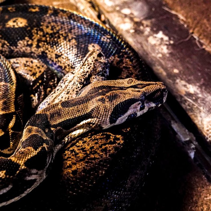 Boa constrictor - photo galerie 1