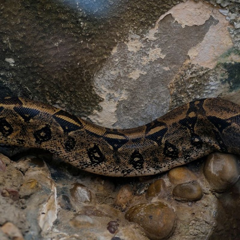 Boa constrictor - photo galerie 2