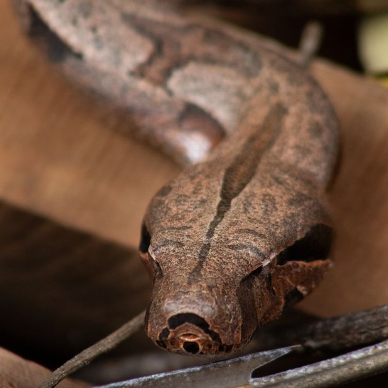 Boa constrictor - photo galerie 3