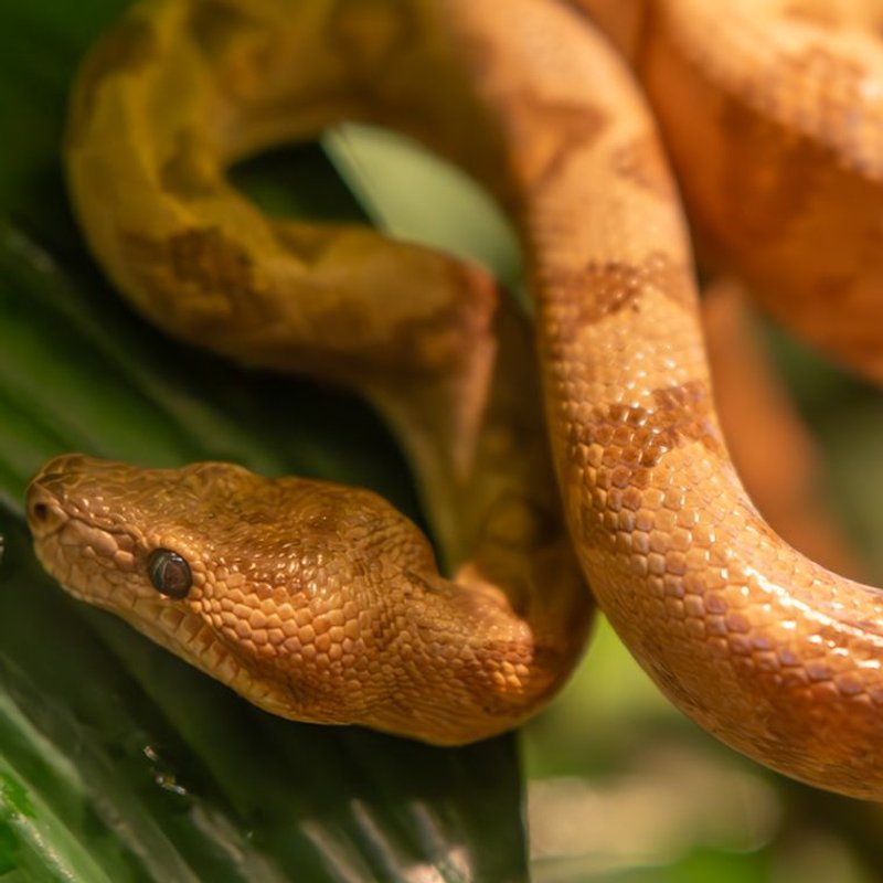 Boa constrictor - photo galerie 4