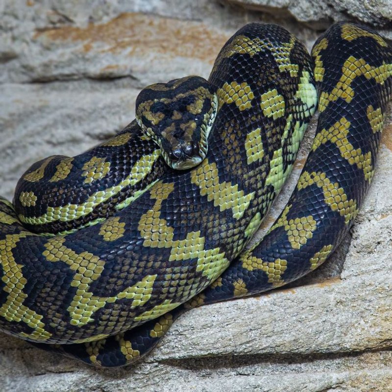 Python tapis - photo galerie 2