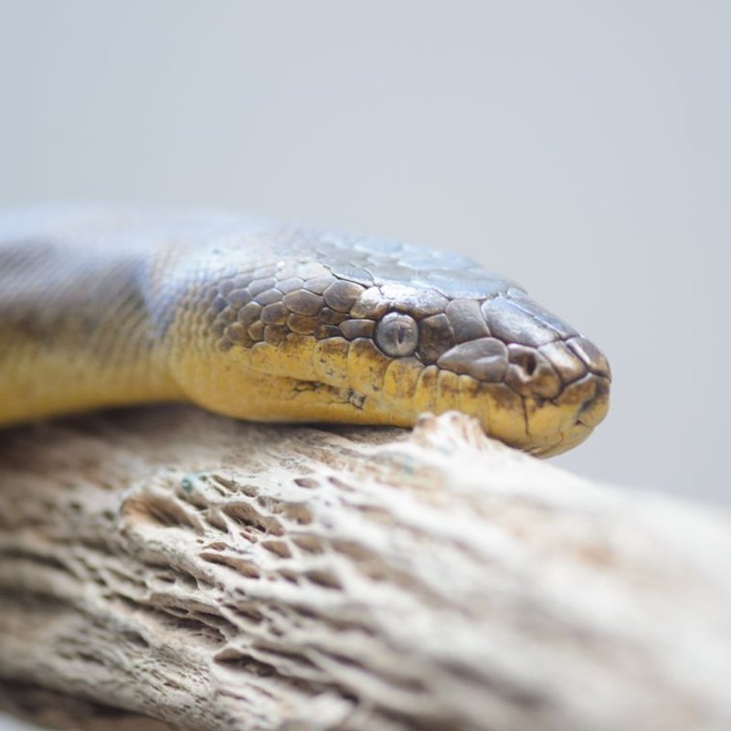 Python tapis - photo galerie 4