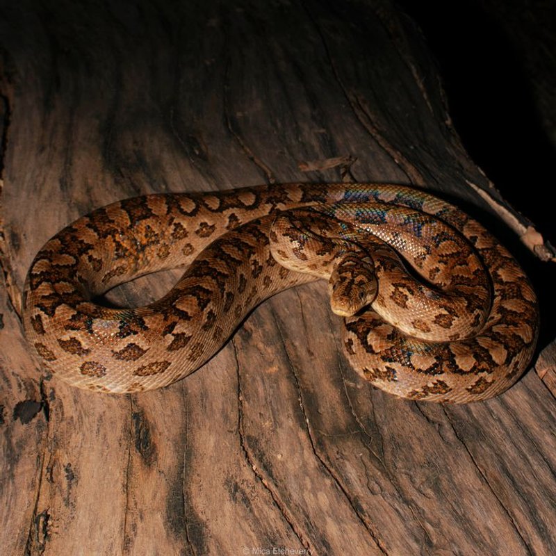 Python tapis - photo galerie 3