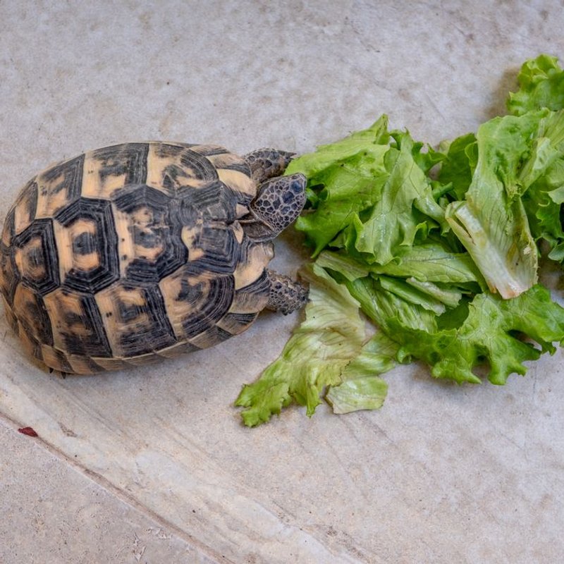 Tortue d'Hermann - photo galerie 3