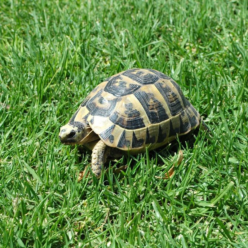 Tortue d'Hermann - photo galerie 2