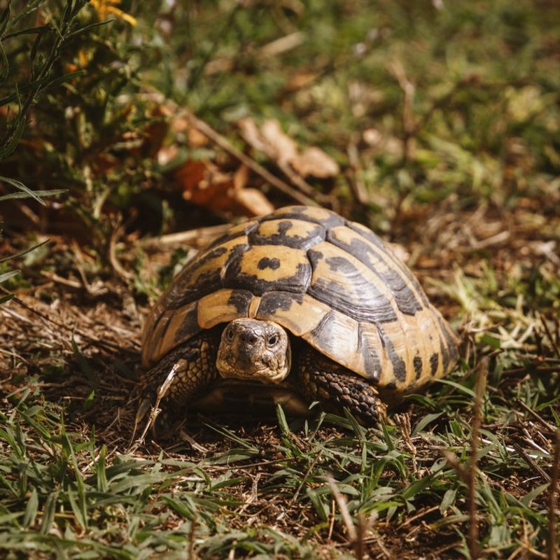 Tortue d'Hermann - photo galerie 1