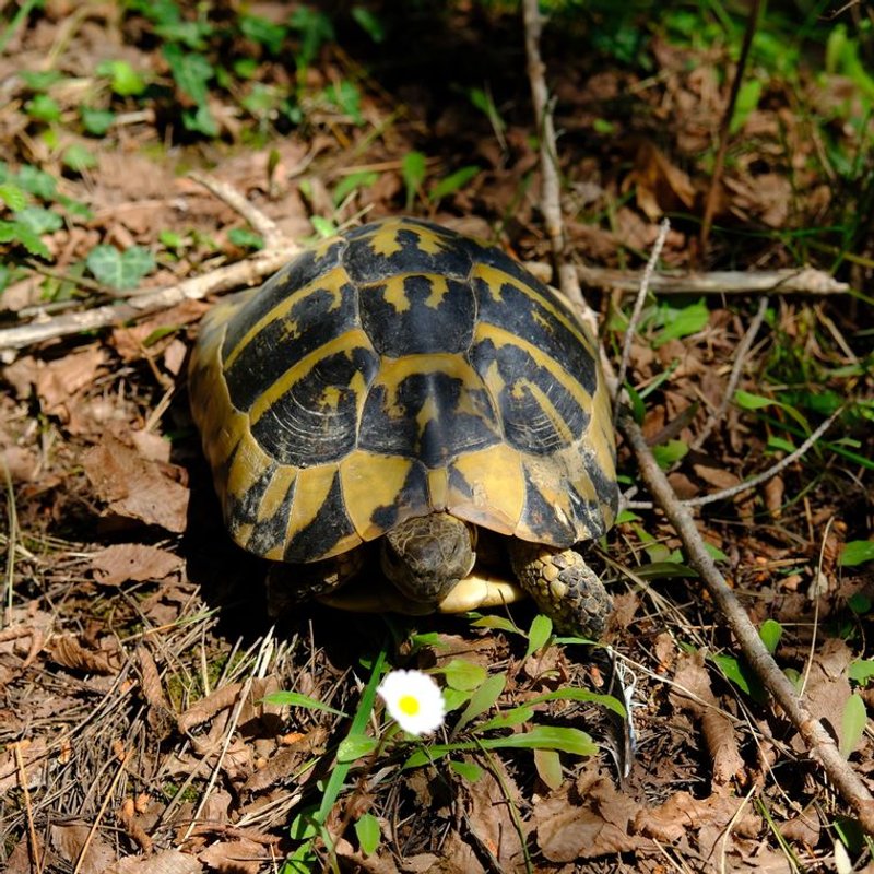 Tortue d'Hermann - photo galerie 4