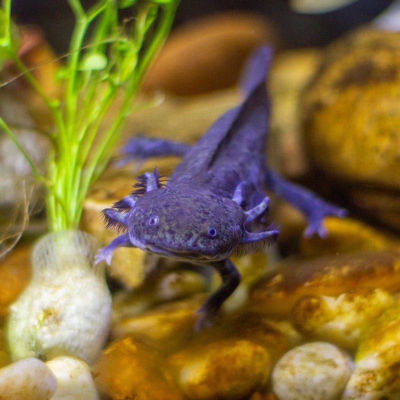 Axolotl - photo galerie 2