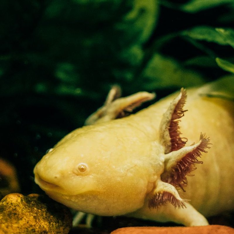 Axolotl - photo galerie 1