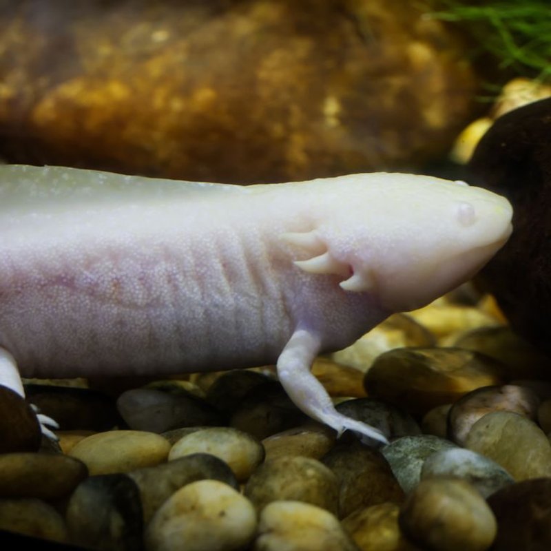 Axolotl - photo galerie 4