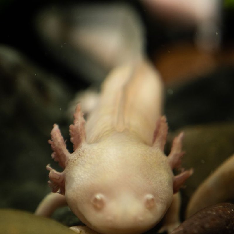 Axolotl - photo galerie 3