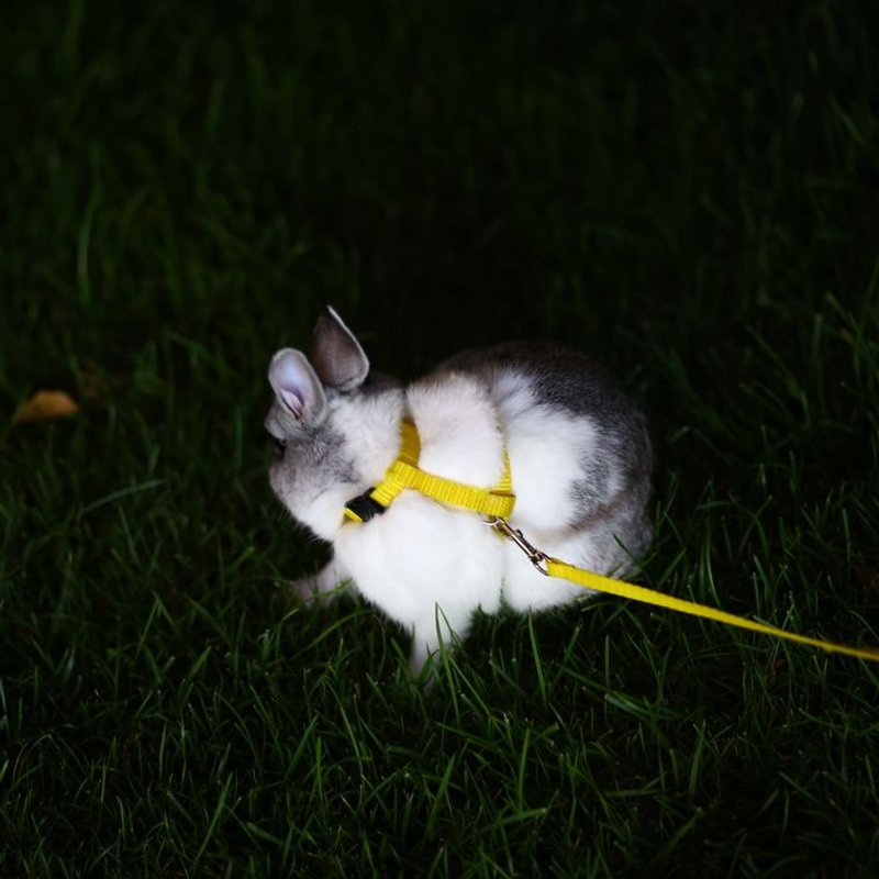 Lapin Nain - photo galerie 2