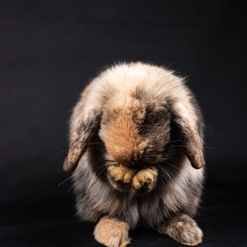 Lapin Nain - photo galerie 3