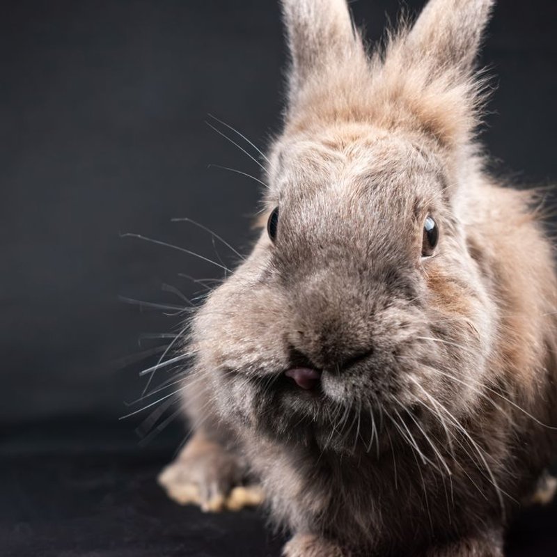 Lapin Nain - photo galerie 4