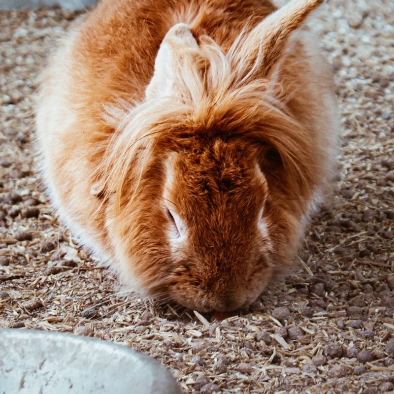 Lapin - photo galerie 1