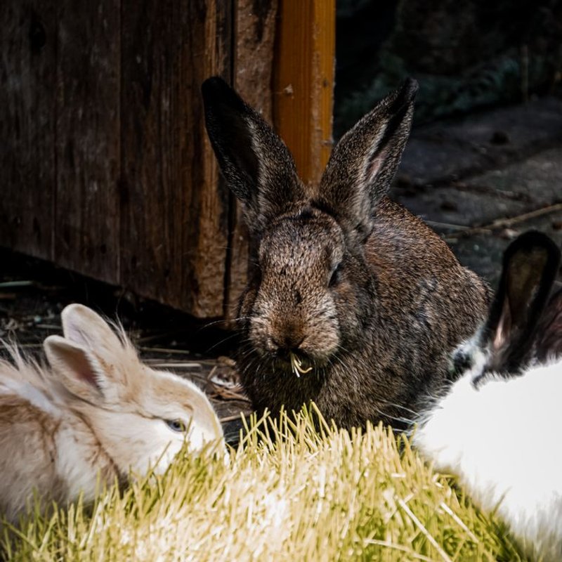 Lapin - photo galerie 4