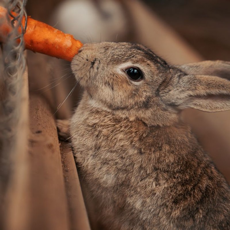 Lapin - photo galerie 3