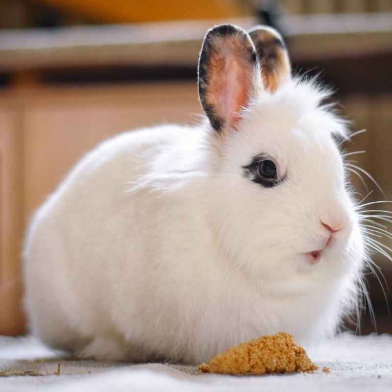 Lapin - photo galerie 2