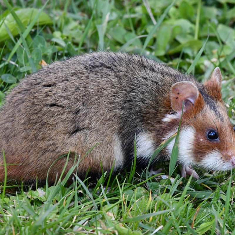Hamster - photo galerie 2